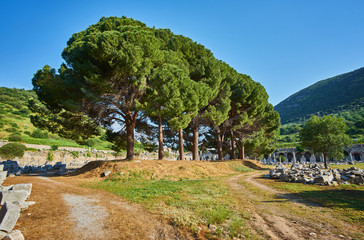 View of trees and ruins of the Ancient Greek city of Ephesus near Sel uk, Turkey