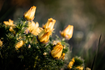 Wall Mural - Adonis vernalis