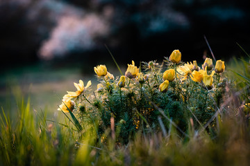 Canvas Print - Adonis vernalis