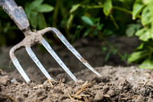 Pitchfork In The Garden, In The Soil In Farmland, Agriculture Tool, Work Concept