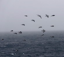 Flying Birds In The Storm, Cape Petrels In Antarctic Sea, Antarctica