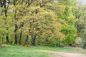 Springtime oak trees. Green spring oak leaves.