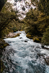 Wall Mural - river in the forest