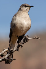 Northern mockingbird perched in tree;  Big Bend Nat Park;  TX