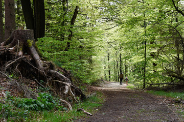 Fototapeta path in the forest