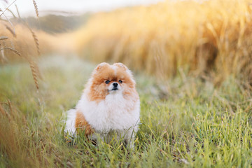 Spitz sits on the grass in a wheat field. a dog among wheat in the dawn sun. Nature and pets concept.