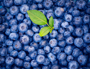 Sticker - Blueberry background. Ripe and juicy fresh picked blueberries backdrop, closeup. Organic Blue berries with green leaves, macro shot. Vegan sweet food, market.