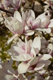 Fototapeta Kwiaty - Magnolia tree, spring