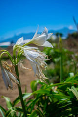 flor blanca