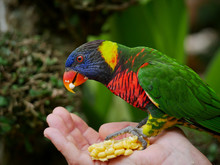Colorful Lorikeet Eating Corn From The Hand