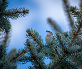 Sign of spring - Bird singing heartily in spruce tree, Ontario, Canada