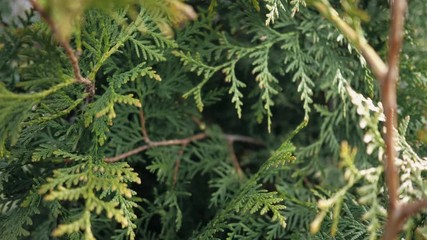 Thuja tree close-up. Thuja branches close-up. Video tree