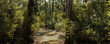 panorama of a winding dirt gravel path on a hiking trail through native Australian bushland in the Grampians National Park, rural Victoria