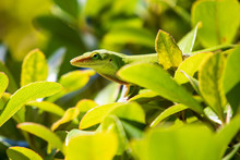 Green Anole Lizard Resting In Bushes, Selective Focus