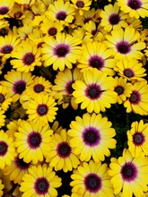 Bright Yellow Flowers Of Blue Eyed Beauty African Daisy
