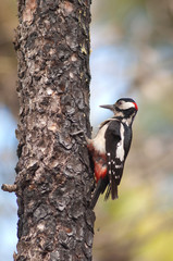 Great spotted woodpecker (Dendrocopos major thanneri) on a trunk of Canary island pine (Pinus canariensis). Integral Natural Reserve of Inagua. Tejeda. Gran Canaria. Canary Islands. Spain.