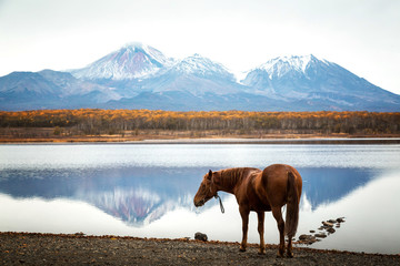 Wall Mural - Horse by the lake on the background of volcanoes