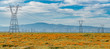 powerlines and wildflowers in Antelope Valley
