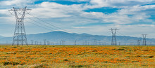 Powerlines And Wildflowers In Antelope Valley