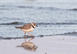 The piping plover (Charadrius melodus) in Galveston, Texas