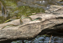 Thamnophis Sauritus Sauritus, The Eastern Ribbon Snake Or Common Ribbon Snake Close Up