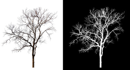 Poster - isolated tree without leaves on white background
