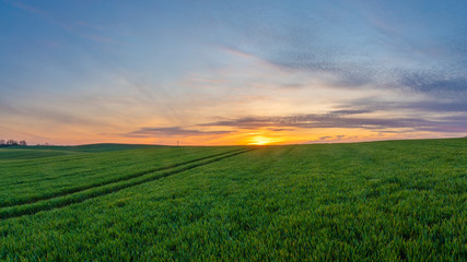 Wall Mural - spring panorama of green sown crops during sunset.