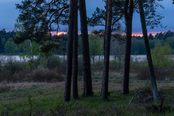 Wall Mural - dangerous, dramatic evening storm passing over the forest