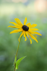 Wall Mural - Blooming Rudbeckia, coneflower