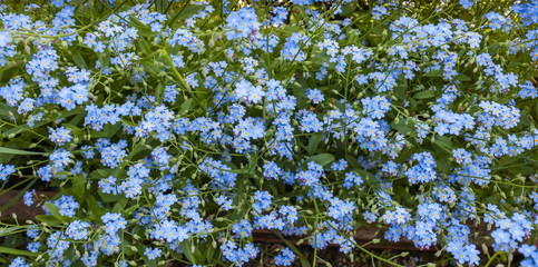 Small blue flowers on a green background (Background, banner, Wallpaper, texture)