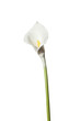 Leinwanddruck Bild - Calla flowers isolated on white background, delicate art for congratulations on birthday or wedding.