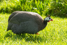 A Helmeted Guineafowl, A Spotted, Chicken-sized Bird Native To Africa, Waddling Across A Field