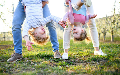 Wall Mural - Family outdoors in orchard in spring, holding children upside down.