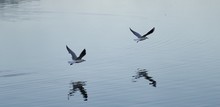 Seagulls Flying Over Lake