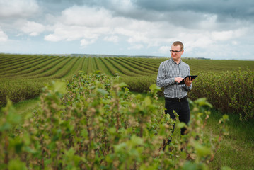 young farmer with a tablet on a currant field. Fruit and berry farming. The farmer inspects the currant crop. Agribusiness concept.