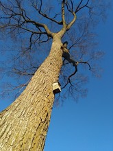 Low Angle View Of Birdhouse Hanging On Bare Tree