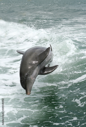 Doplhin Swimming In Sea Tableau sur Toile