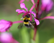 Bombus Bohemicus, Also Known As The Gypsy's Cuckoo Bumblebee