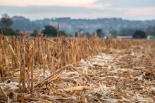 Dry Heap Maize Corn Cob After Harvesting At Corn Farm .