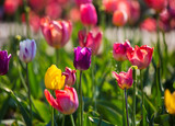 Fototapeta Tulipany - Tulip fields with many blooming flowers
