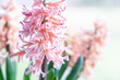 canvas print picture Spring hyacinth in pastel peach color