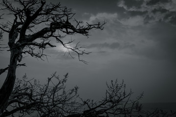 Wall Mural - Silhouette dead tree on dark dramatic sky and white clouds background for death and peace. Halloween day background. Despair and hopeless concept. Sad of nature. Death and sad emotion background.