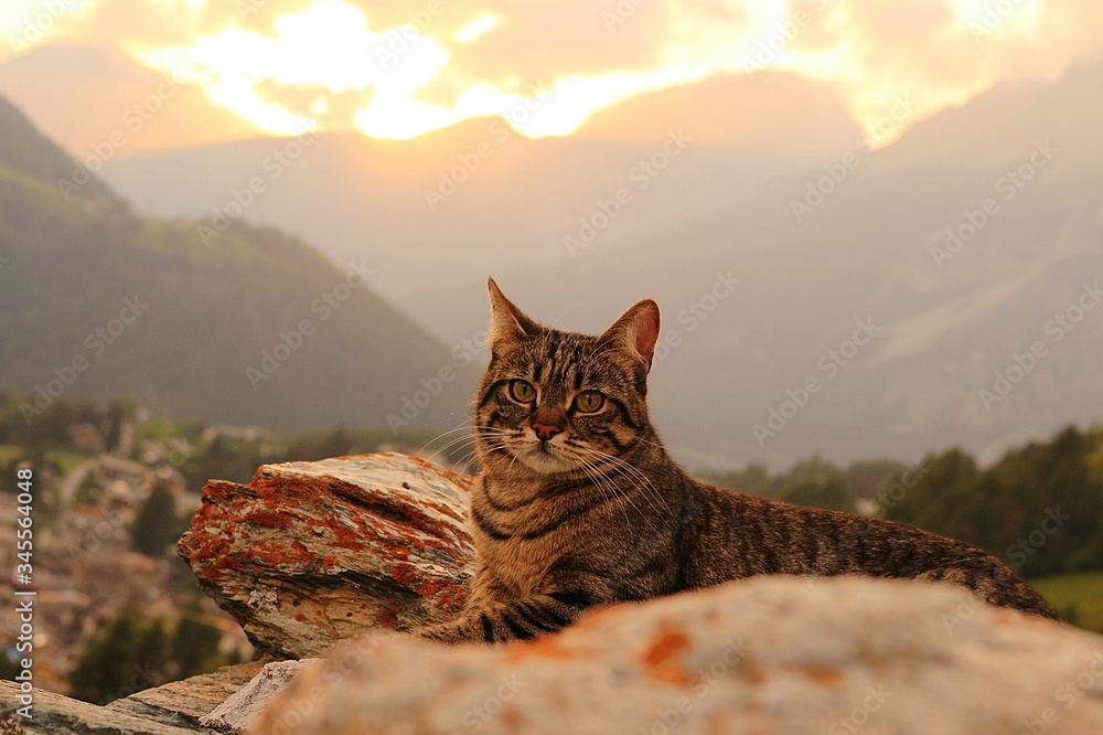 Portrait Of Cat Sitting Against Mountains During Sunset - obrazy, fototapety, plakaty 