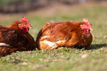 Poster - Dos (2) pollos ecológicos descansando en la hierba