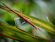 Close-up Of Stick Insect On Leaf