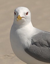Close Up Of Seagull On Beach