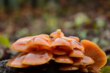 poisonous toadstool mushrooms