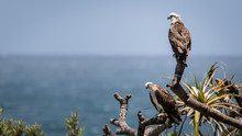 Ospreys On Tree Against Sea