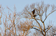 © francis - Bald Eagles Mating