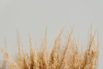 Naklejka na meble Reeds bouquet on beige background. Copy space